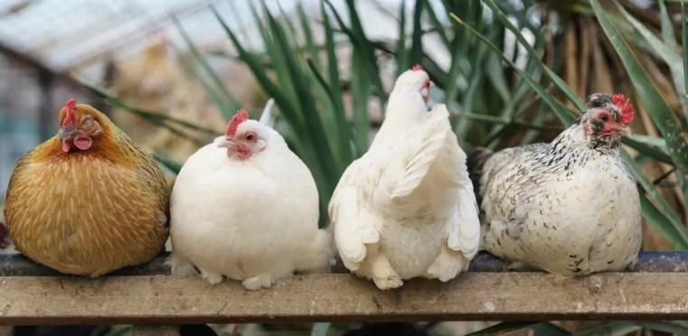 Imagen Nuevo registro de aves destinadas al autoconsumo