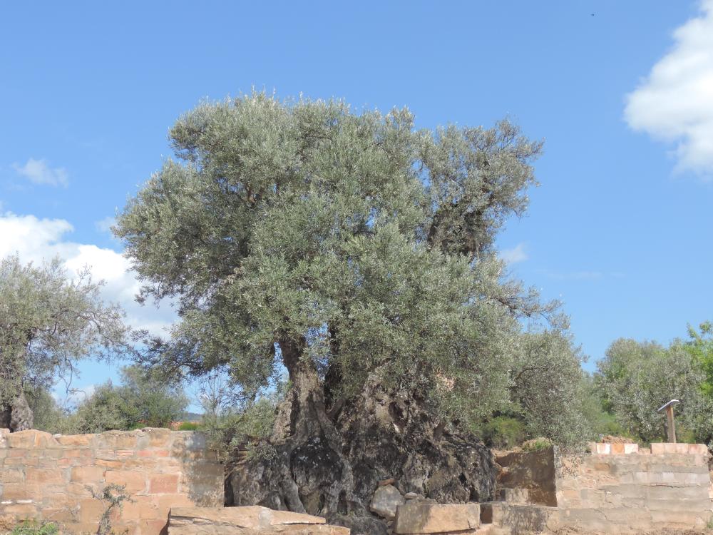 Imagen La olivera de Nadal podría ser árbol singular de Aragón