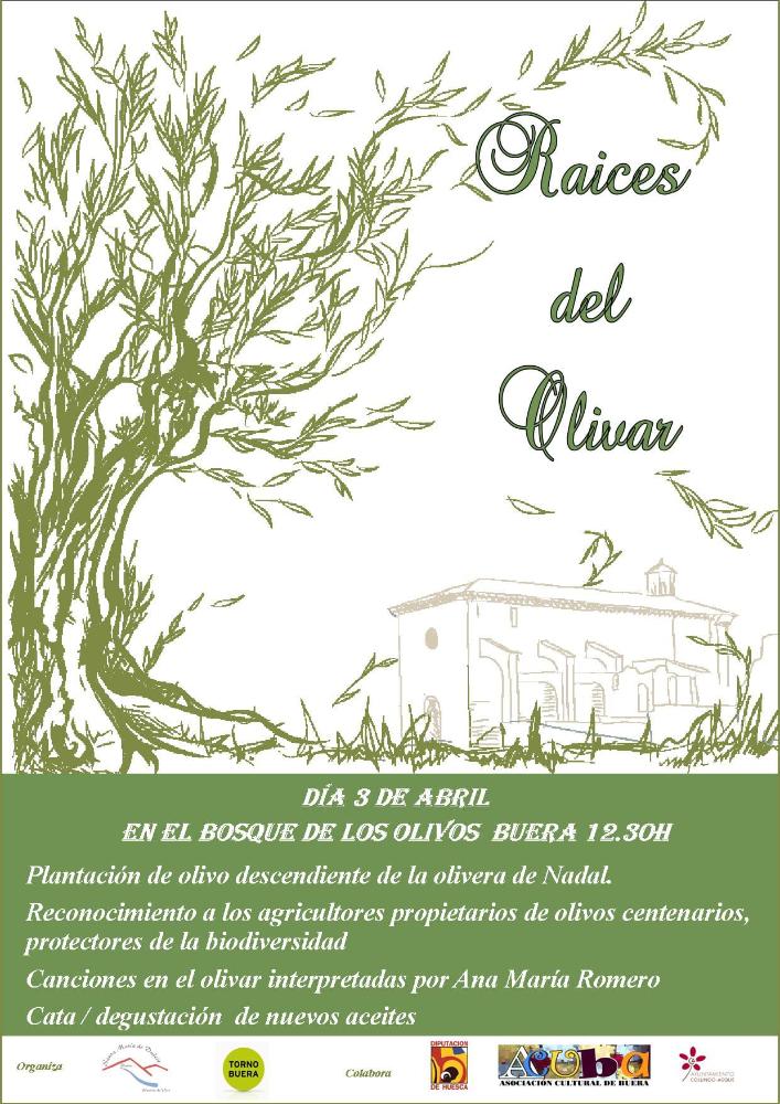 Imagen Plantación en Buera de un olivo descendiente de la olivera de Nadal